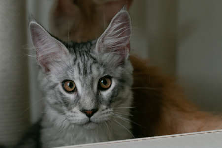Portrait of a beautiful Maine Coon cat with orange eyes. close-up.の写真素材