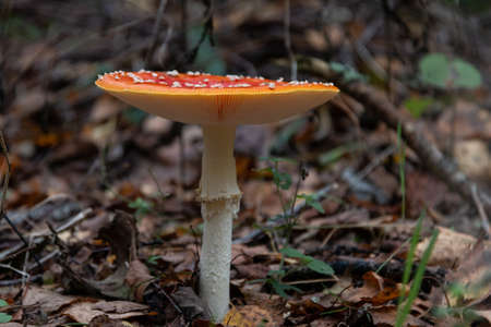 Red poisonous fly agaric in the forest. close-up. Fly agaric red.の写真素材