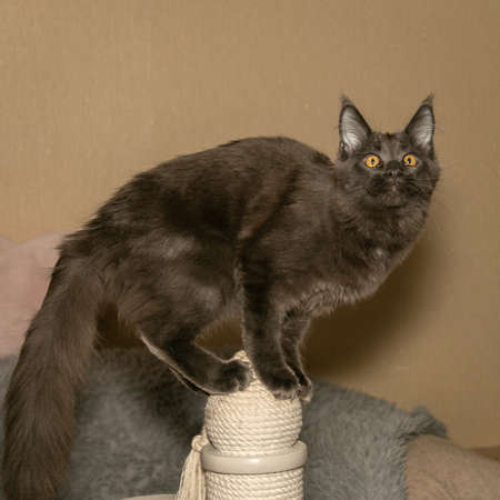 Portrait of a young black charming Maine Coon cat with orange eyes near the scratching post. close-up. Beautiful long-haired Maine Coon cat.の写真素材
