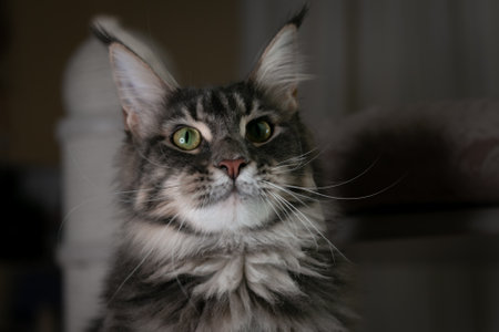 Portrait of a young charming Maine Coon cat with tassels on her ears. close-up. Beautiful long-haired Maine Coon cat.の写真素材