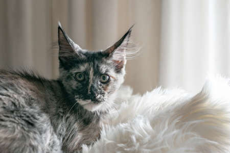 Portrait of a beautiful Maine Coon cat. Turtle color. close-up.の写真素材