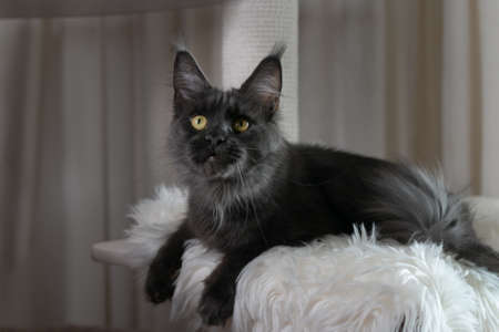 Portrait of a young black charming Maine Coon cat with orange eyes. close-up. Beautiful long haired Maine Coon cat.の写真素材
