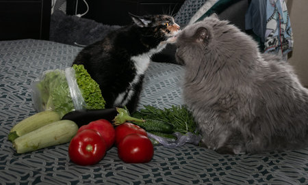 A beautiful tricolor cat kisses a British cat on the background of tomatoes, cucumbers, lettuce,...