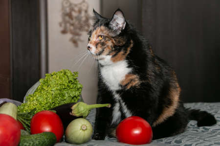 A beautiful tricolor cat sits among tomatoes, cucumbers, zucchini and eggplant. close-up. Vegetarian cat.の写真素材