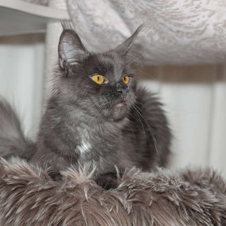 Portrait of a beautiful Maine Coon cat with orange eyes. close-up.の写真素材