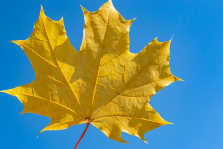 Yellow maple leaf against the blue sky. autumn mood. close-up.
