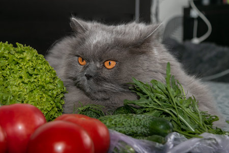 A beautiful British longhair cat lies among tomatoes, cucumbers, arugula and lettuce. Vegetarian cat. close-up.の写真素材