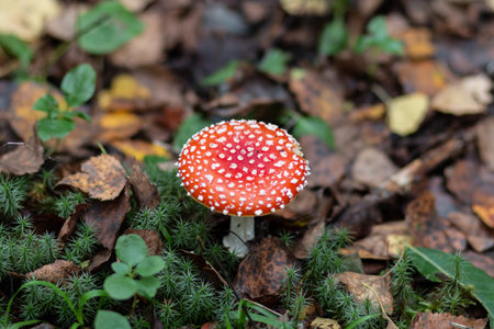 Red poisonous fly agaric in the forest. Fly agaric red.の写真素材