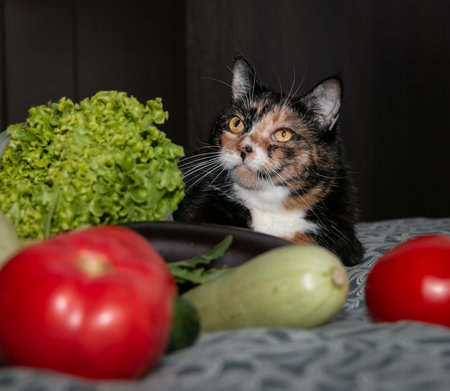 A beautiful tricolor cat lies among tomatoes, cucumbers, zucchini and eggplant. Vegetarian cat. close-up.の写真素材