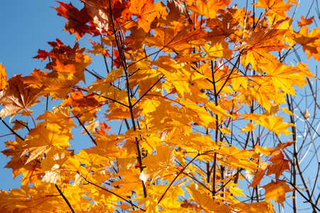 Autumn yellow maple leaves against the blue sky. Bright yellow and red maple branches. autumn themes.の写真素材