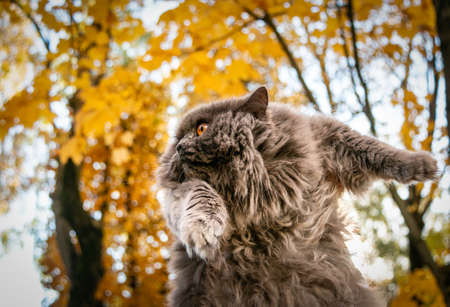 British Longhair cat on the background of yellow maple trees. close-up. bokeh. Blurred background.の写真素材