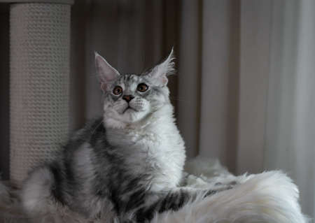 Portrait of a beautiful Maine Coon cat with orange eyes. close-up.の写真素材