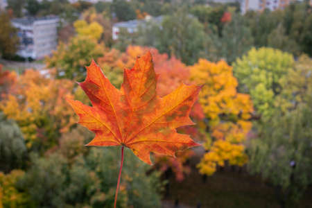 Red and yellow maple leaf against the background of the urban autumn landscape. close-up.の写真素材