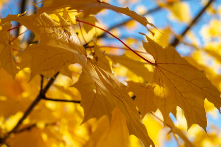 Autumn yellow maple leaves against the blue sky. Bright yellow maple branches. autumn themes.の写真素材