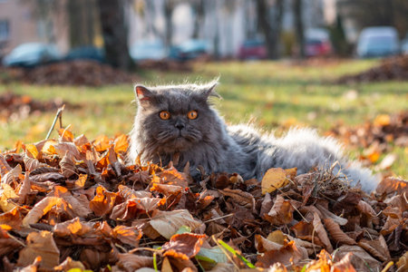 The cat lies in yellow autumn leaves. Autumn. autumn mood. close-up.の写真素材