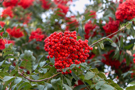 Branch with red rowan berries. Rowan. Rowan fruits are used in the form of preserves, jams, jelly, tinctures, marshmallow, marmalade, jelly. Rowan juice is used in the production of alcoholic beverages.の写真素材