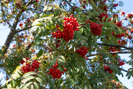 mountain ash. Branch with red rowan berries. Rowan fruits are used in the form of preserves, jams, jelly, tinctures, marshmallow, marmalade, jelly. Rowan juice is used in the production of alcoholic beverages.の写真素材
