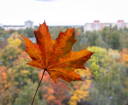 Red and yellow maple leaf on the background of an autumn landscape. close-up.の写真素材