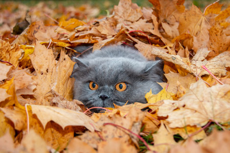 The cat lies in yellow autumn leaves. Autumn. autumn mood. close-up.の写真素材