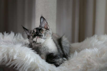 Portrait of a beautiful Maine Coon cat. Turtle color. close-up.の写真素材