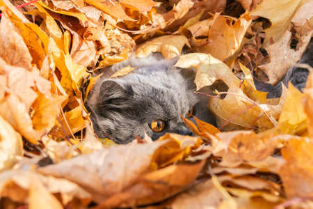 A fluffy long-haired British cat lies on red and yellow autumn maple leaves. Autumn. autumn mood. close-up.の写真素材