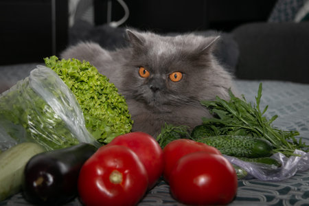 A beautiful cat lies among tomatoes, cucumbers, arugula and lettuce. close-up. Vegetarian cat.の写真素材