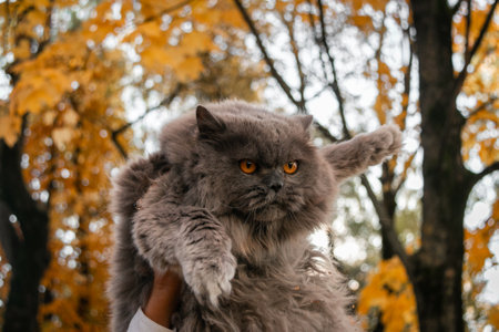 British Longhair cat on the background of yellow maple trees. Autumn. autumn mood. close-up. bokeh. Blurred background.の写真素材