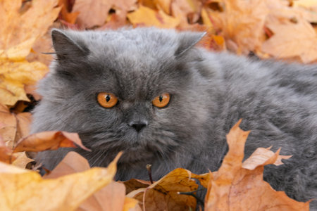 A fluffy long-haired British cat lies on red and yellow autumn maple leaves. Autumn. close-up. autumn mood.の写真素材