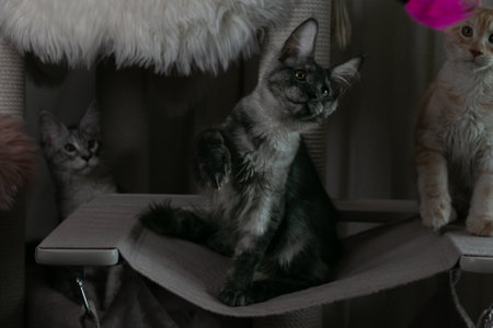 Three young funny kittens of red, smoky and tortoiseshell color with orange eyes.の写真素材