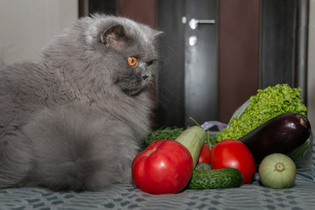 A beautiful cat lies among tomatoes, cucumbers, arugula and lettuce. close-up. Vegetarian cat.の写真素材