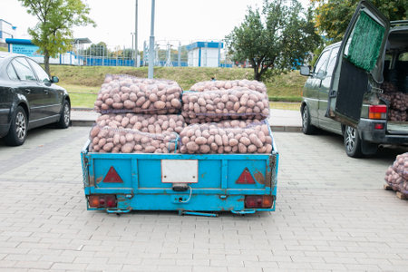 Selling potatoes in mesh bags at a farmer's market from a trailer. Autumn sale of vegetables.の写真素材