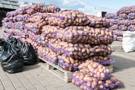 Lots of potatoes in mesh bags on pallets for sale at a farmer's market. Wholesale of potatoes. vegetable trade.の写真素材