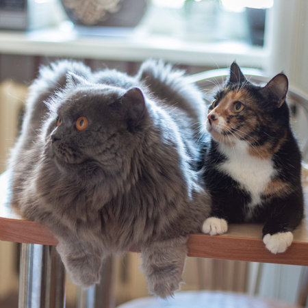 British cat and funny tricolor cat are lying on the kitchen table and waiting for food. funny...