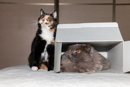 The cat in the box and the tricolor cat sitting next to each other are looking up. Animal friendship concept.の写真素材