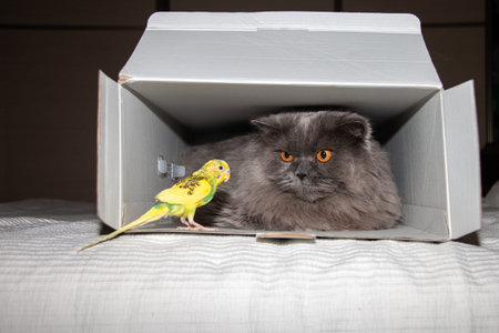 The parrot sits next to the British cat. Animal friendship concept.