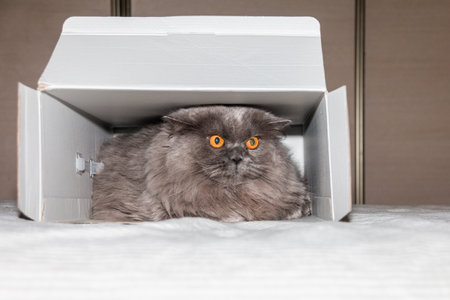 A funny British cat lies in a cardboard box. cat house.の写真素材