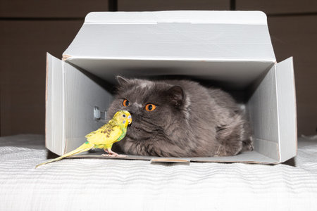British cat sniffing a parrot out of the box. funny animals. Friendship of animals.の写真素材