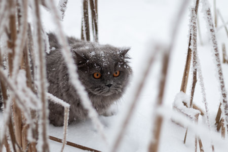 A British cat with snow on its head sneaks through the snow in dry bushes. Animals in winter conditions.の写真素材