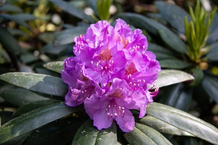 Blooming rhododendron bud. evergreen shrub. Used as an ornamental garden plant. beautiful flowers....