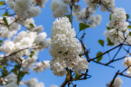 A branch of white lilac on a tree in a park against a blue sky. close-up. White lilac blooms beautifully in spring. spring concept.の写真素材
