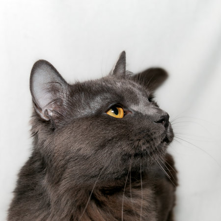 The Nibelung is a beautiful cat of a rare breed with beautiful blue fur and pronounced orange eyes. Portrait of a cat. close-up.の写真素材