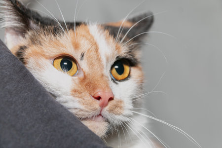 Portrait of a funny black-white-orange cat with beautiful expressive bright orange eyes. close-upの写真素材
