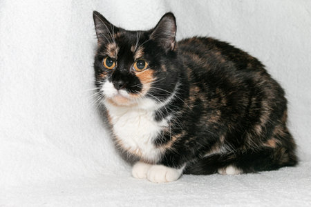 Funny black-white-orange cat with beautiful expressive bright orange eyes. gray backgroundの写真素材