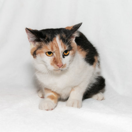 Frightened funny black-white-orange cat with beautiful expressive bright orange eyes. white backgroundの写真素材