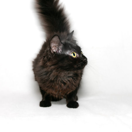 Funny black fluffy kitten with expressive eyes. close-up. white background.の写真素材