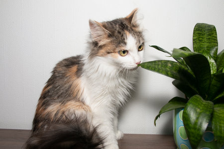 Tricolor fluffy kitten with beautiful eyes near a green flower. Funny kitten with orange eyes and expressive look.の写真素材