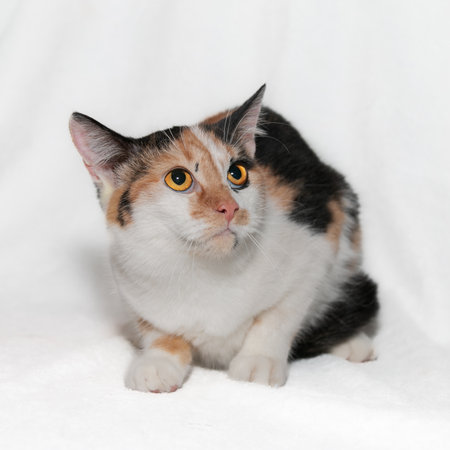 Frightened funny black-white-orange cat with beautiful expressive bright orange eyes. white backgroundの写真素材