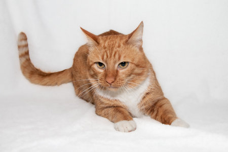 Portrait of a beautiful red cat with white paws and a white chest and expressive orange eyes. Red cat lies on a white background.の写真素材