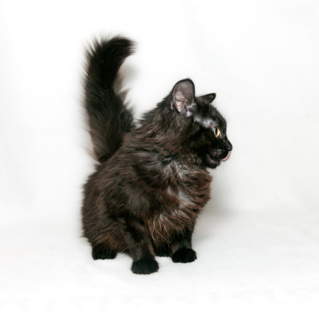Funny black fluffy kitten with expressive eyes. close-up. white background.の写真素材