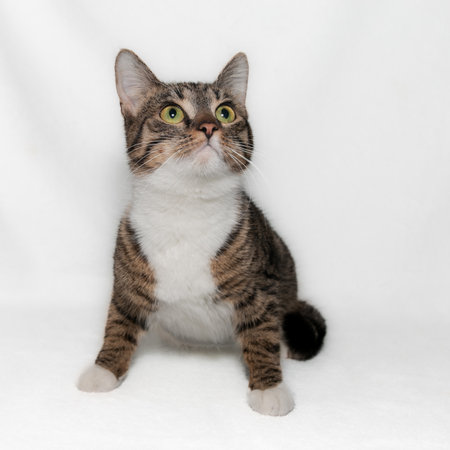 A beautiful gray striped cat with beautiful bright green eyes, white chest and paws looks up with interest. Curious cat. Gray striped cat. close-up. white background.の写真素材